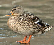 Canard colvert