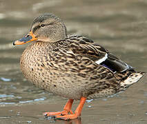 Canard colvert