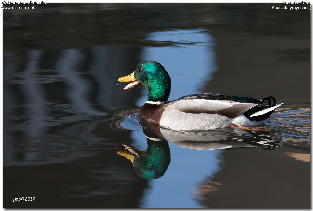 Mallard