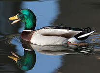 Canard colvert