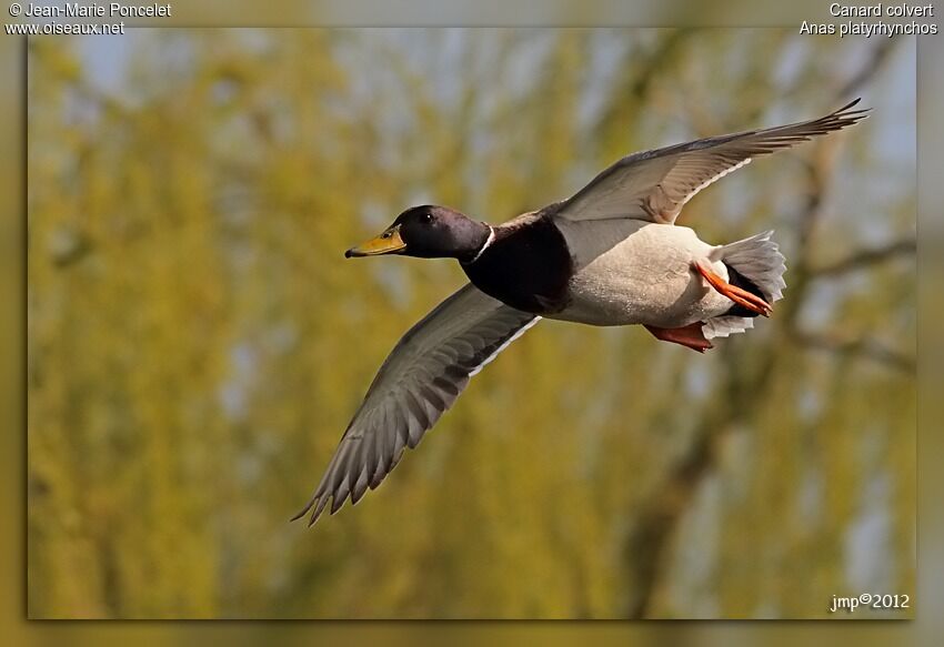 Canard colvert