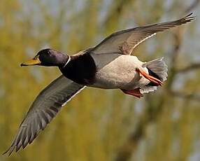 Canard colvert