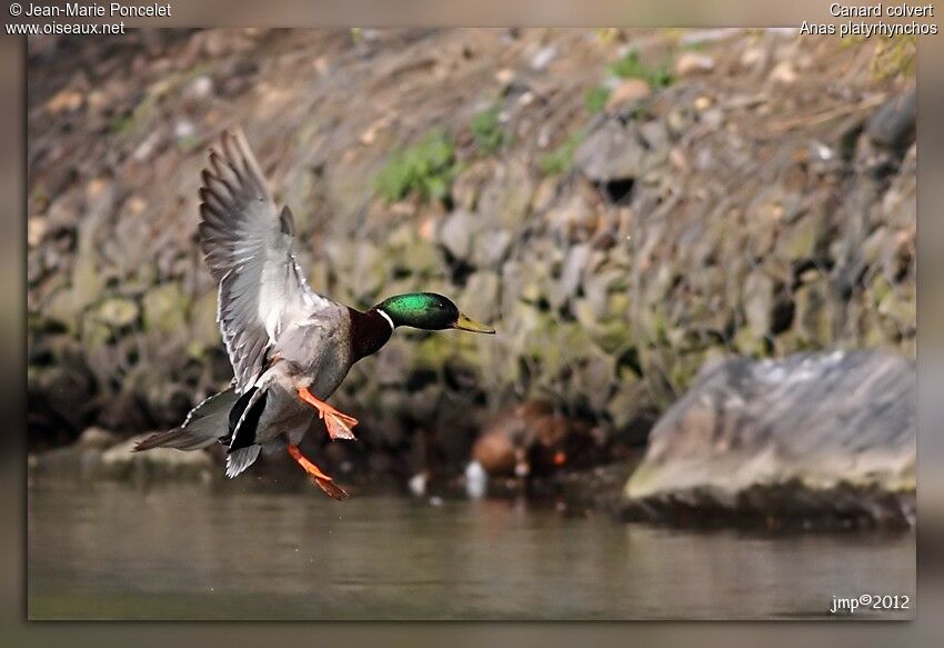 Mallard