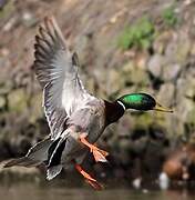 Canard colvert