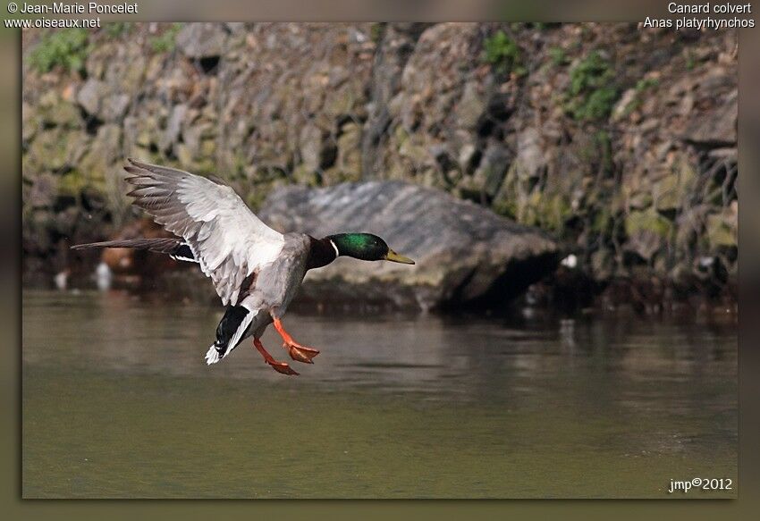 Canard colvert