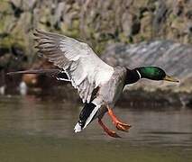 Canard colvert