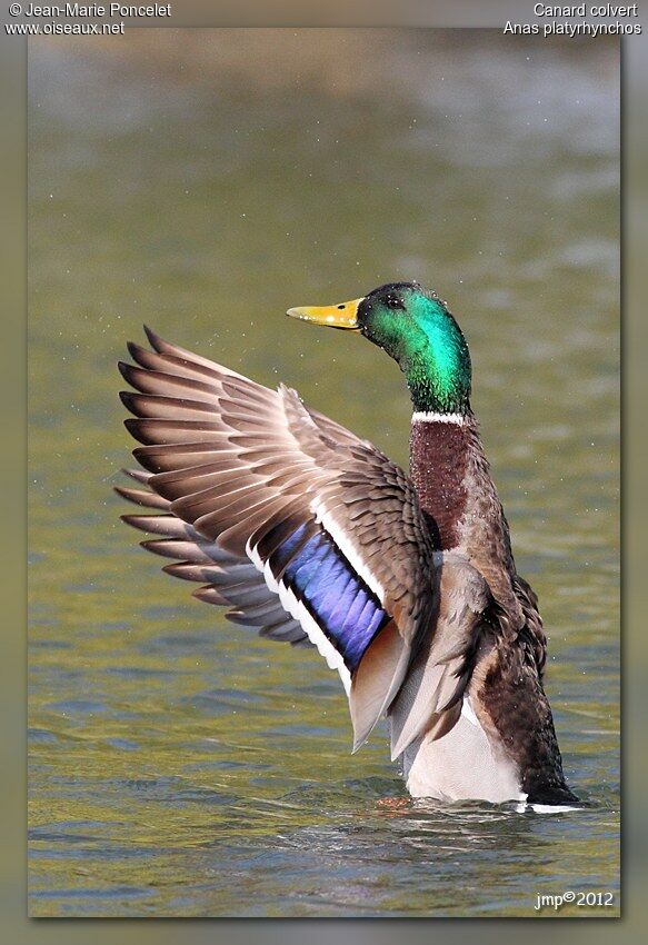 Canard colvert