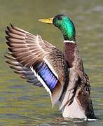 Canard colvert