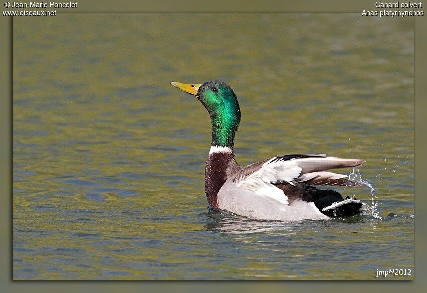 Canard colvert