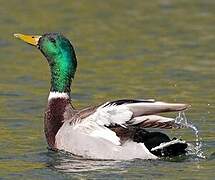 Mallard