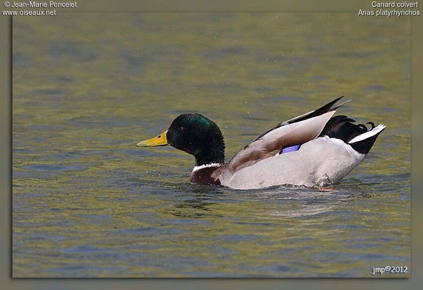 Canard colvert