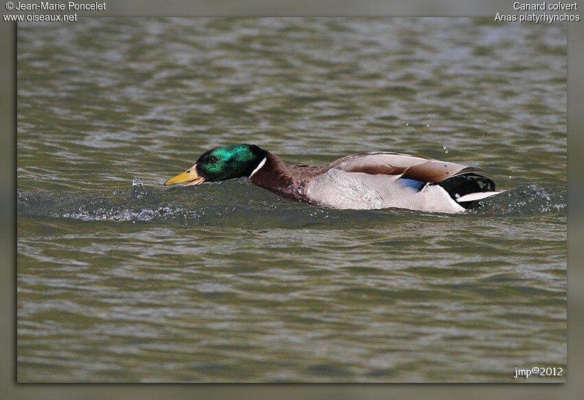 Canard colvert