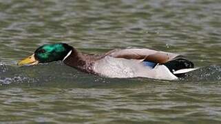 Canard colvert