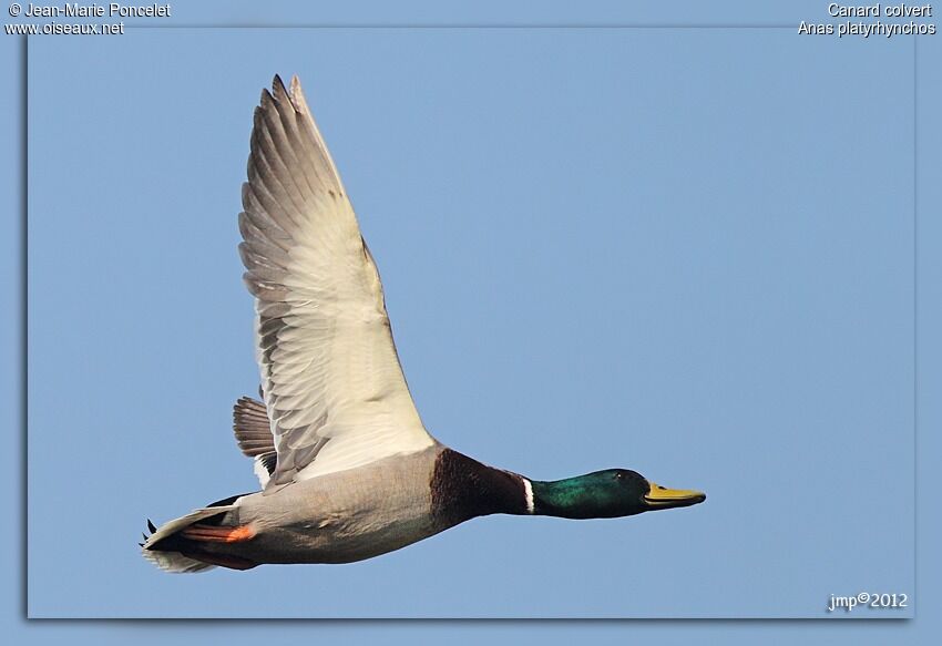 Canard colvert