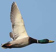 Mallard