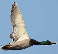 Canard colvert