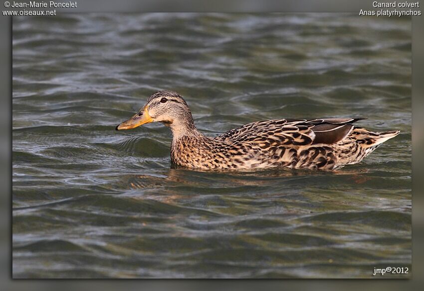 Canard colvert