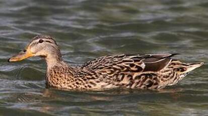 Canard colvert