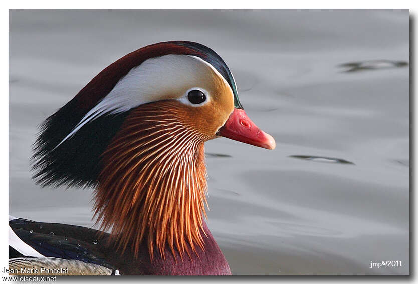 Mandarin Duck male adult, close-up portrait