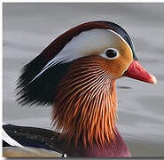 Mandarin Duck