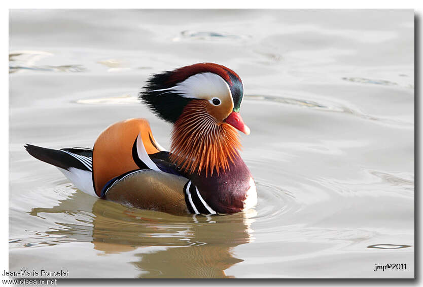 Canard mandarin mâle adulte, identification