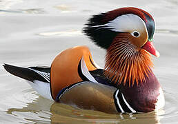 Mandarin Duck