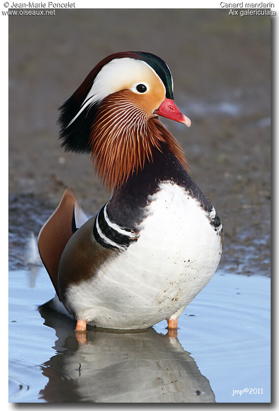 Canard mandarin