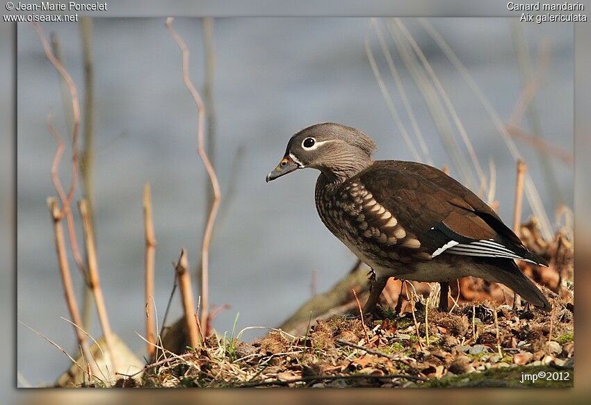 Canard mandarin femelle