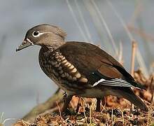 Mandarin Duck