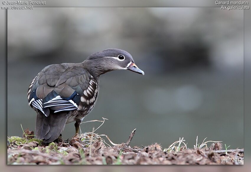 Canard mandarin femelle