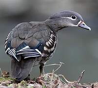 Mandarin Duck