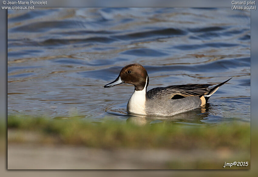 Canard pilet