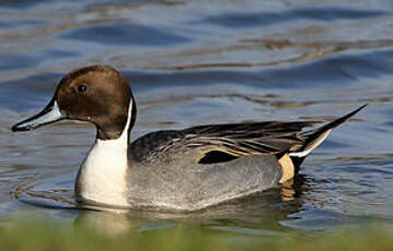 Canard pilet