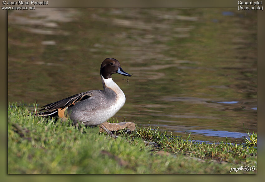 Northern Pintail