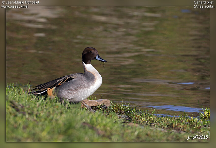 Canard pilet