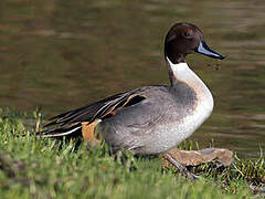 Canard pilet