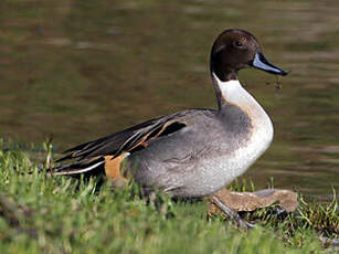 Canard pilet