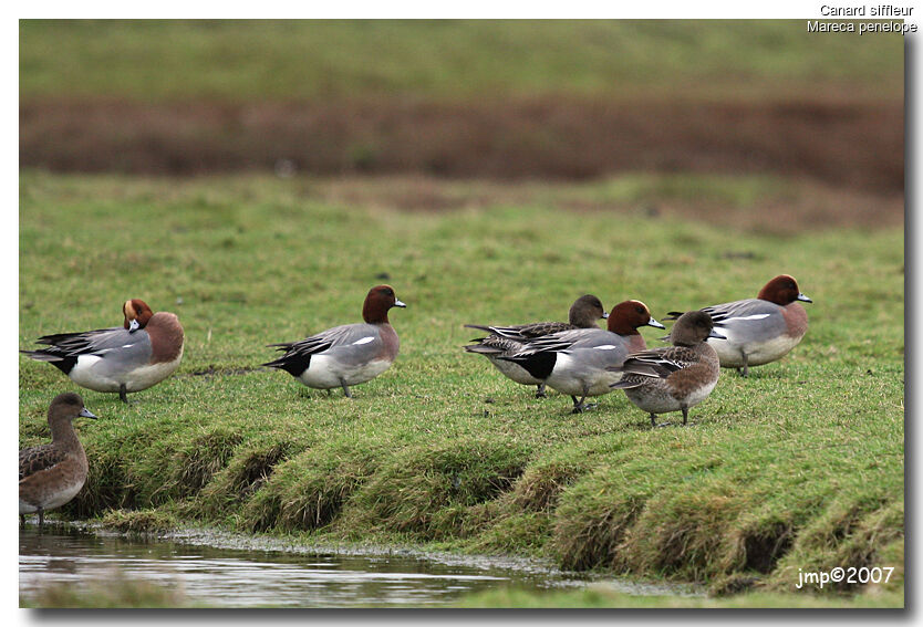 Canard siffleur 