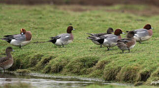 Eurasian Wigeon