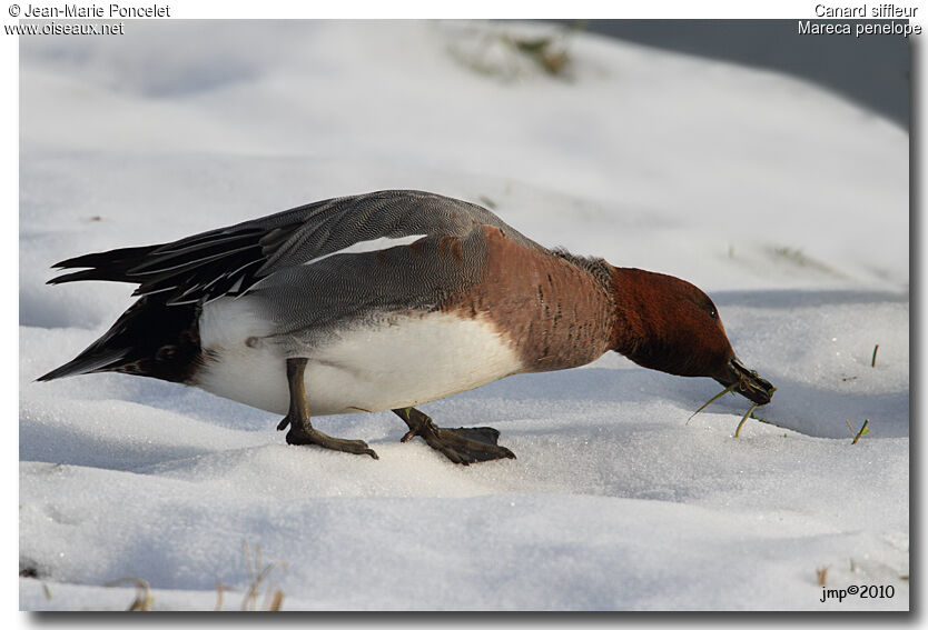 Canard siffleur