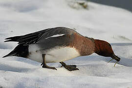 Eurasian Wigeon