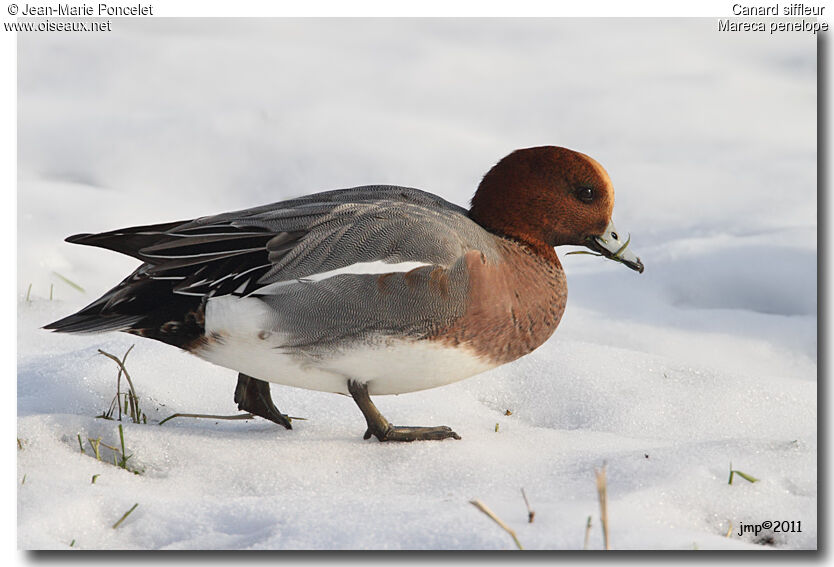 Canard siffleur