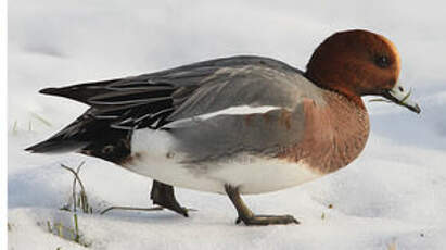 Canard siffleur