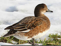 Eurasian Wigeon