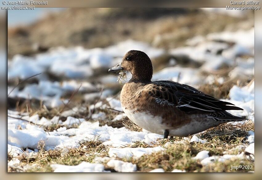 Canard siffleur femelle