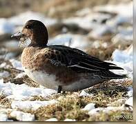 Eurasian Wigeon