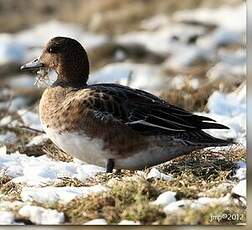 Canard siffleur