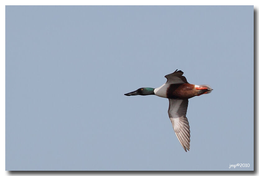 Northern Shoveler