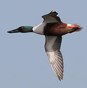 Northern Shoveler