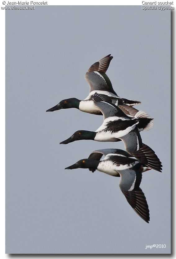 Canard souchet mâle